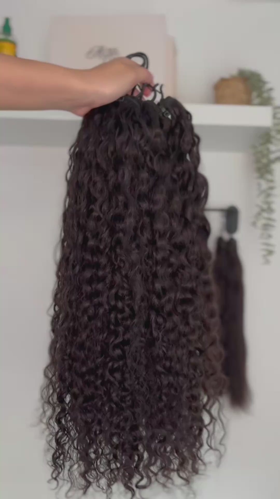 Burmese Curly